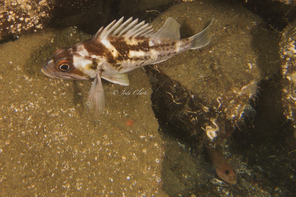 Quillback rockfish Whiskey Cove, Belcarra, BC 29 Sept 20… Jody