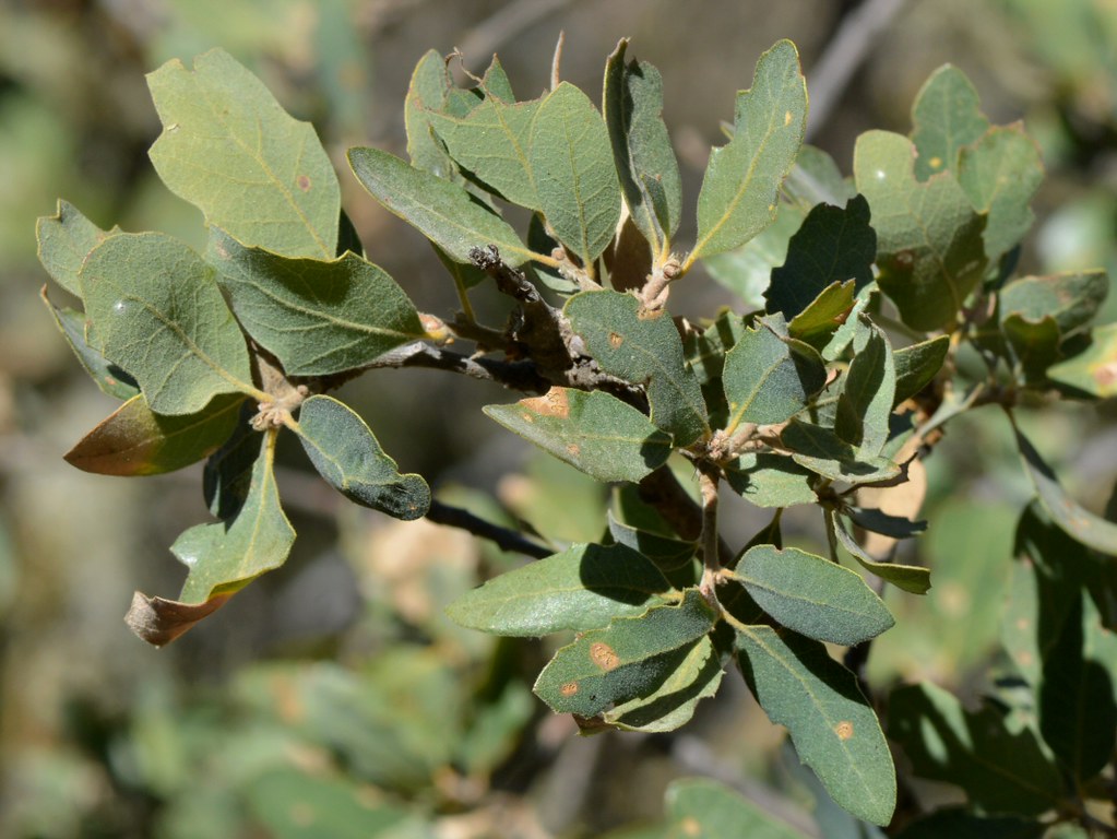 Foliage of native Blue Oak (Quercus douglasii, Fagaceae) t… Flickr