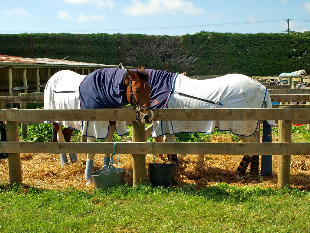 Waimate A & P Show Joe Wallace Flickr