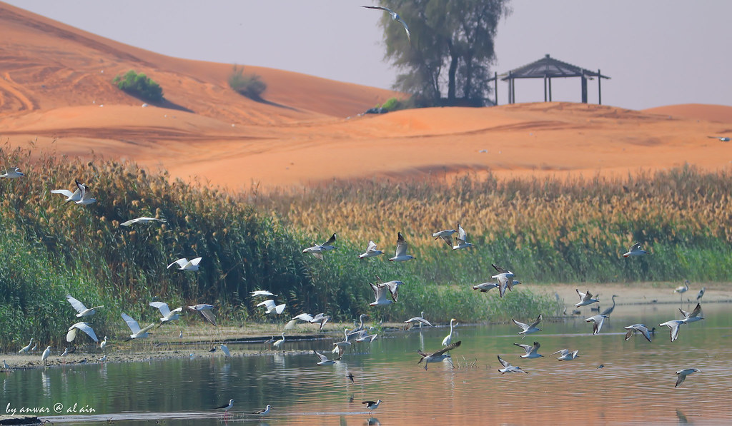 Zakher Lake Al ain Zakher Lake Al ain Anwar Hussain Flickr