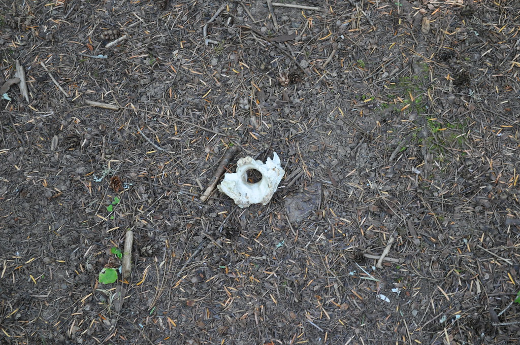 DSC_0403 The Mullan Military Road Historical Site commemor… Flickr