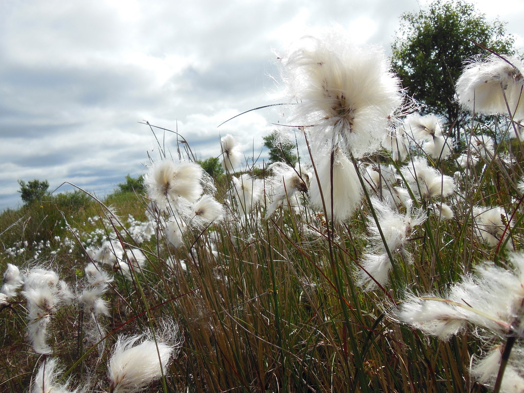 Bog Cotton The Bogs are full of Bog Cotton this year.. nev… Flickr