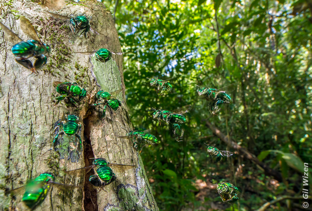 Orchid bees Male orchid bees (Euglossinae) collect fragran… Flickr