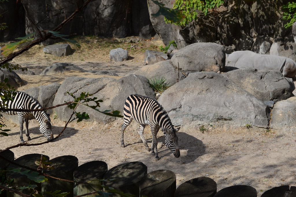 Baltimore Zoo Druid Hill Park Monument City Flickr