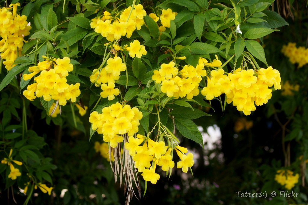 stans 'Yellow Trumpet bush' stans 'Yello… Flickr