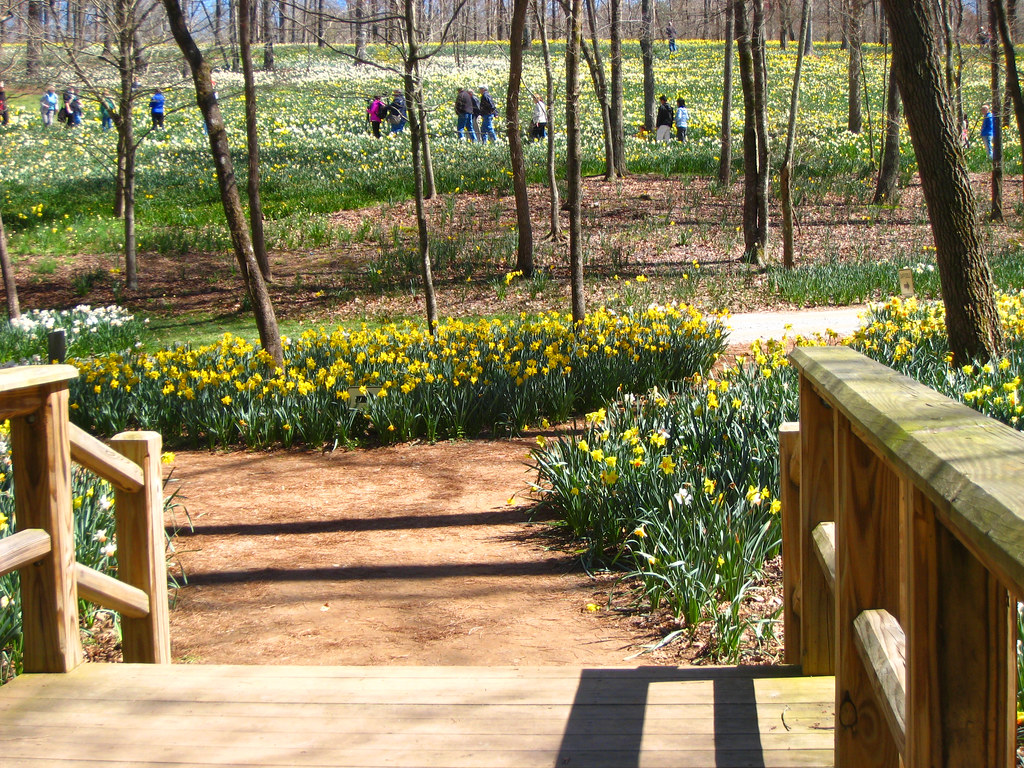 Gibb's Gardens Daffodils Festival More than 20 million daf… Flickr