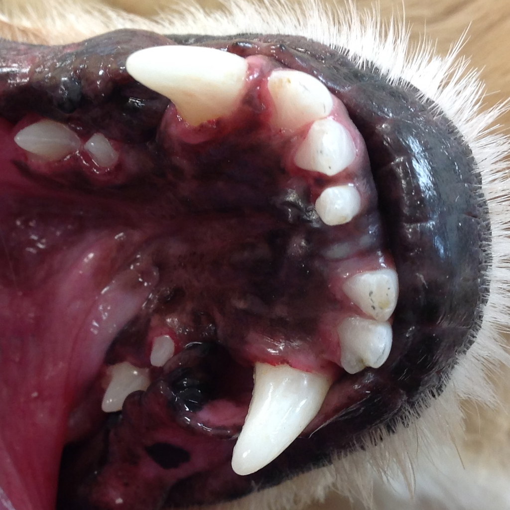 Broken tooth Dog presents for dental care. Radiograph