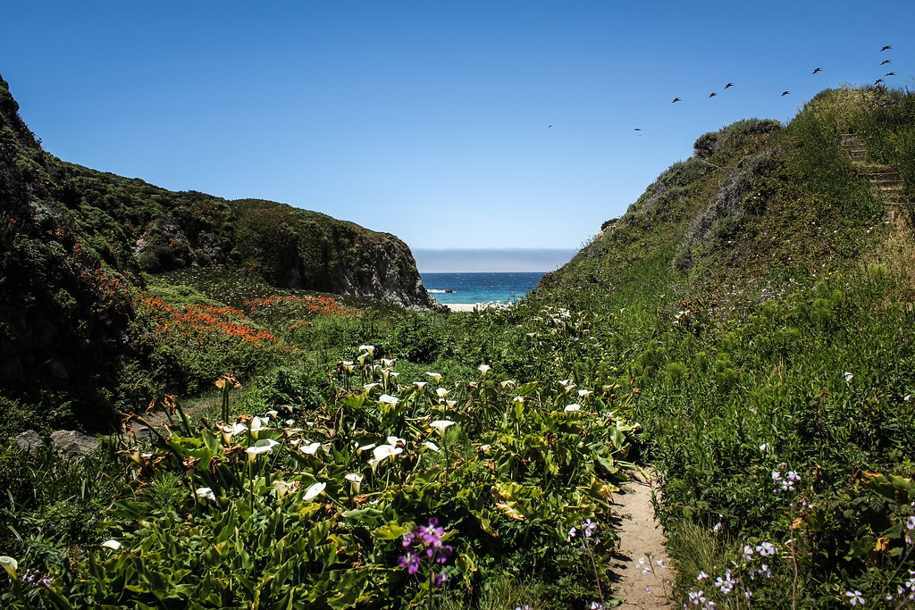 Calla Lilies Valley at Garrapata State Beach Carmel, Cal… Flickr