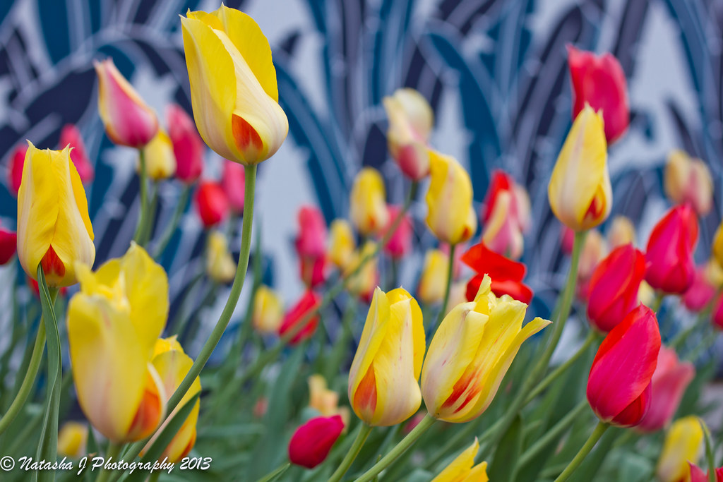 Tulips on Michigan Avenue, Chicago IMG_0406 IMG_0416 Flickr