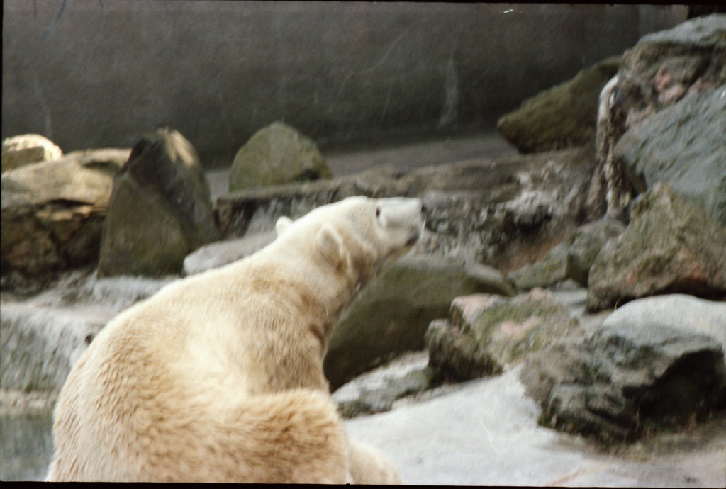 New York Bronx Zoo Polar Bear 1984 014 New York Bronx Zoo … Flickr