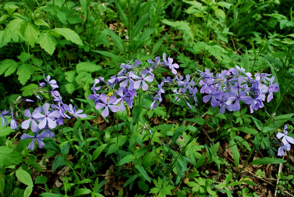 Woodland Phlox (Phlox divaricata) Honey Creek Wisconsin St… Flickr