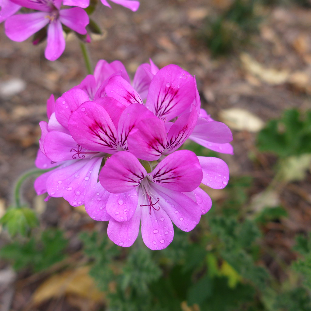 A pink pelargonium (possibly 'Katrinas Unique') Left in my… Flickr
