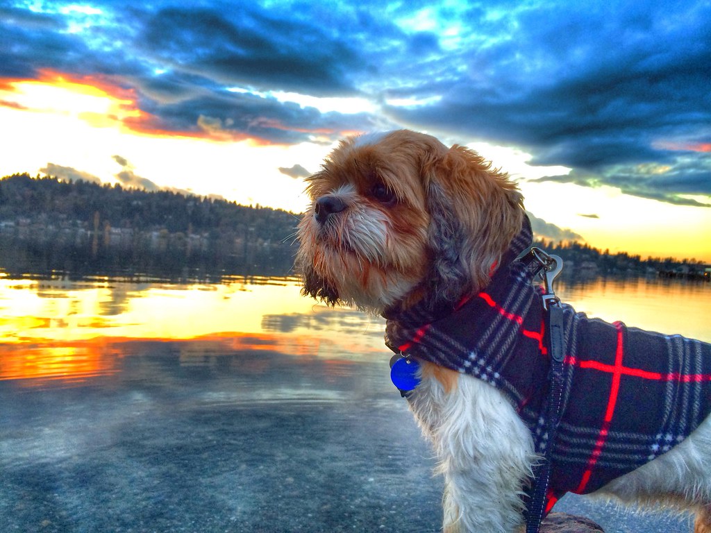 Dog's Point of View Rachel Samanyi Flickr