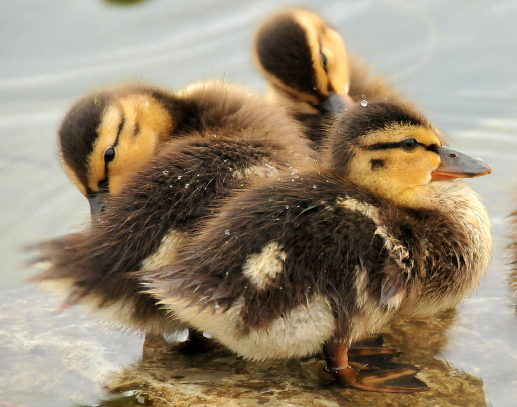 Mallard Ducklings 4 Photo Credit Tom Koerner/USFWS USFWS Mountain