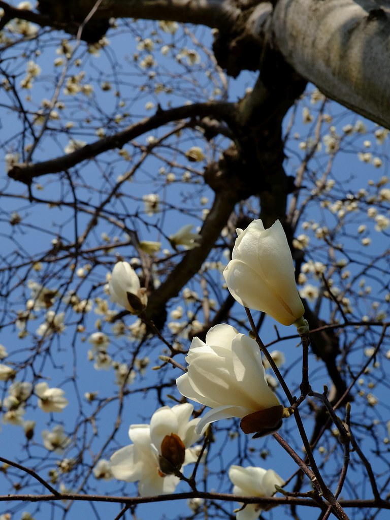 Poem for magnolia I found so nice poem about magnolia in o… Flickr