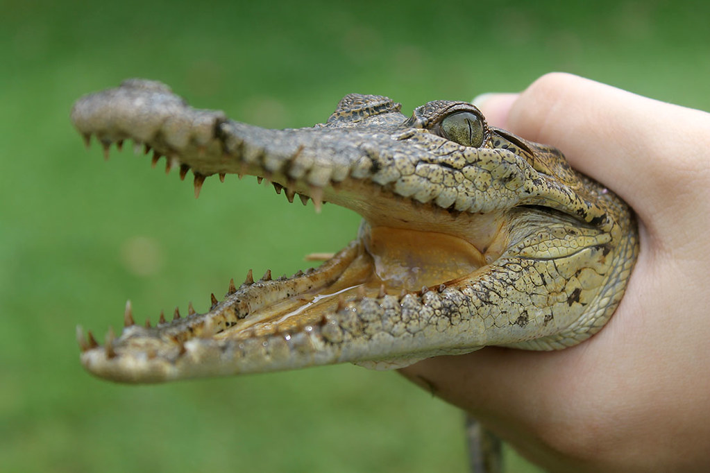 crocshort LetsCountTheWays Flickr