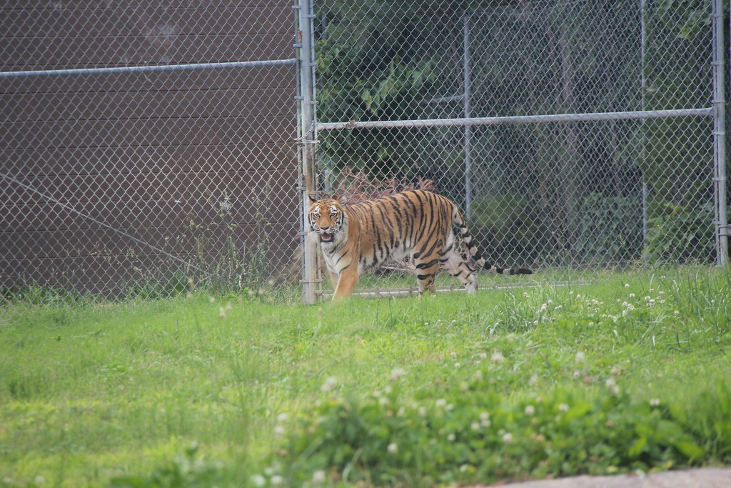 Richmond Metro Zoo 6/1/13 Flickr