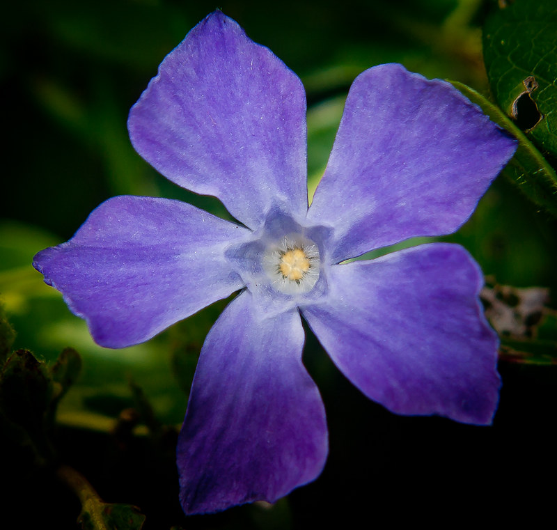 wildlife/flowers Flickr