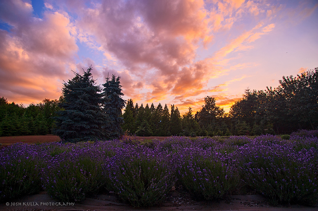 lavender festival oregon 2023 helvetia Barn Owl Lavender The 2013 Oregon Lavender Festival opens … Flickr