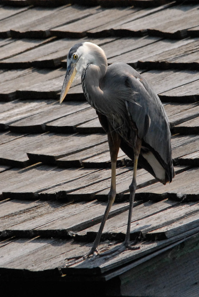 Great Blue Heron Lake Vadnais, Vadnais Heights, Minnesota Rogene