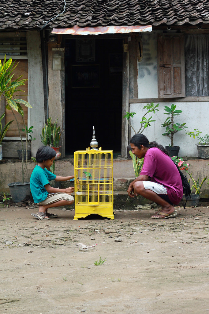 GreenBird_4 ALAM and HARTONO at home Alida Szabo Flickr