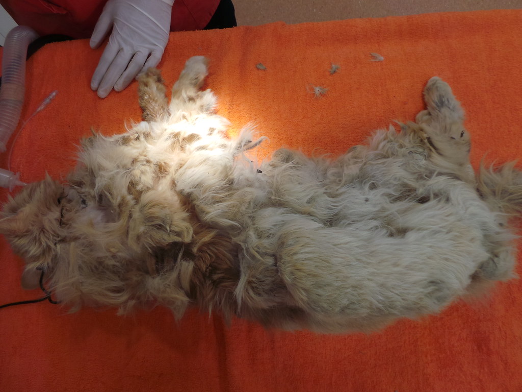 Severe matting in stray cat Rayya The Vet Flickr