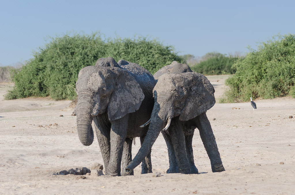 Afrikanische Elefanten / African Bush Elephants Afrikanisc… Flickr