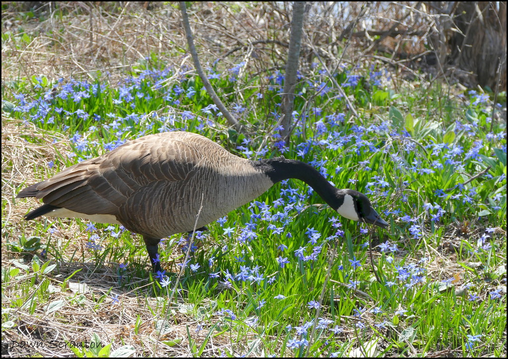P1210137 Wildflowers &Canada Goose Even the geese seem to … Flickr