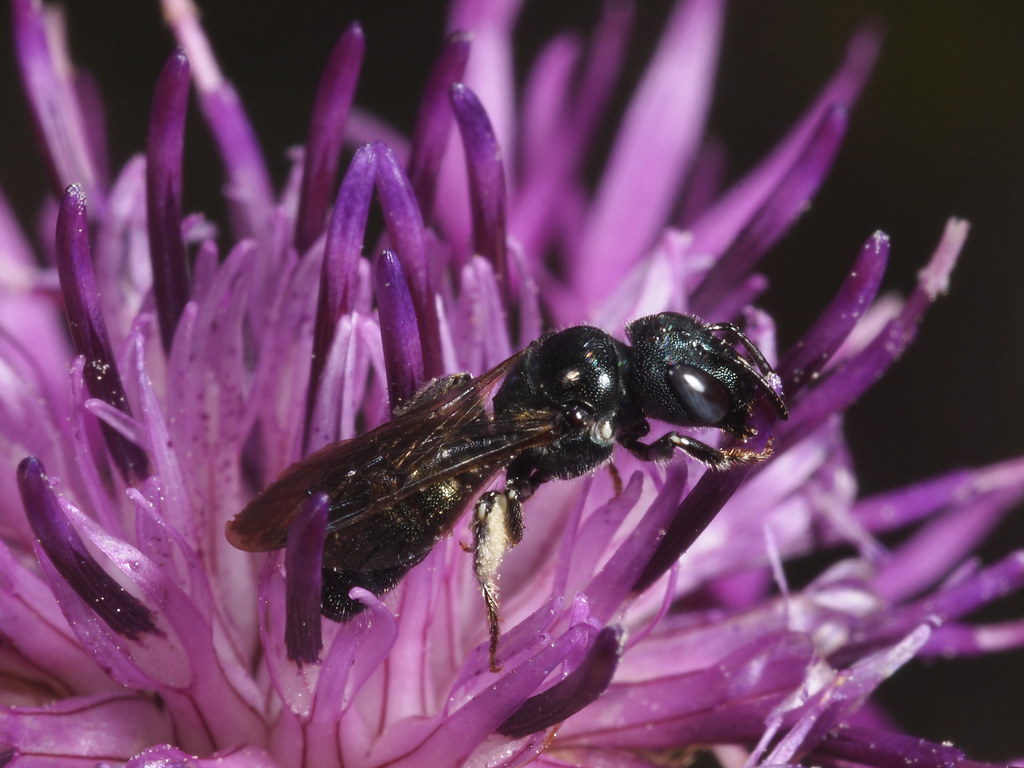 Ceratina chalybea f collecting pollen from Centaurea scabi