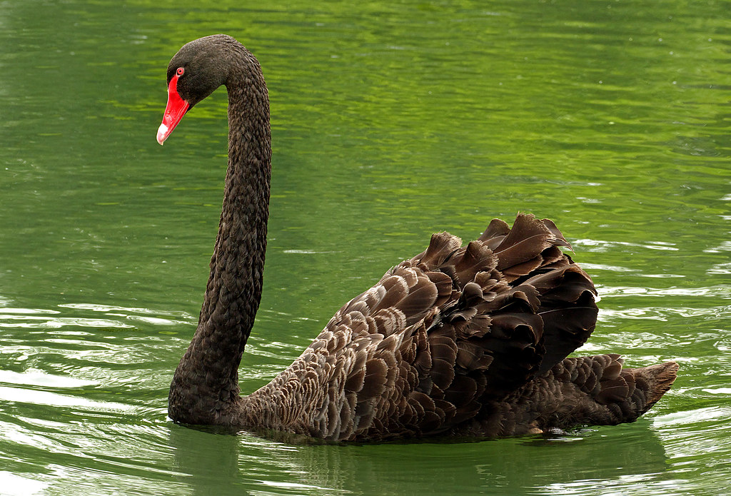 The black swan (Cygnus atratus) The black swan (Cygnus atr… Flickr