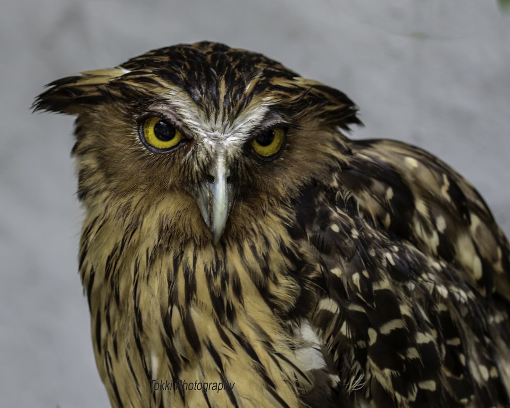 31+ Foto Burung Hantu Hd - Romi Gambar 819_X_1024_jpg