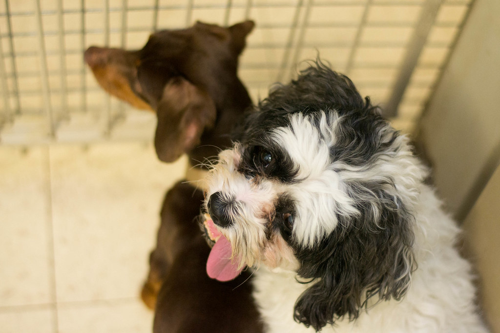 Raleigh & General SaveAPet Adoption Center Flickr