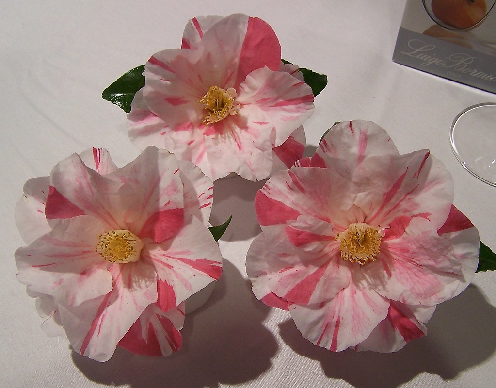 C.japonica 'Paul Jones Supreme' Grown by Chris & Helen Cha… Flickr