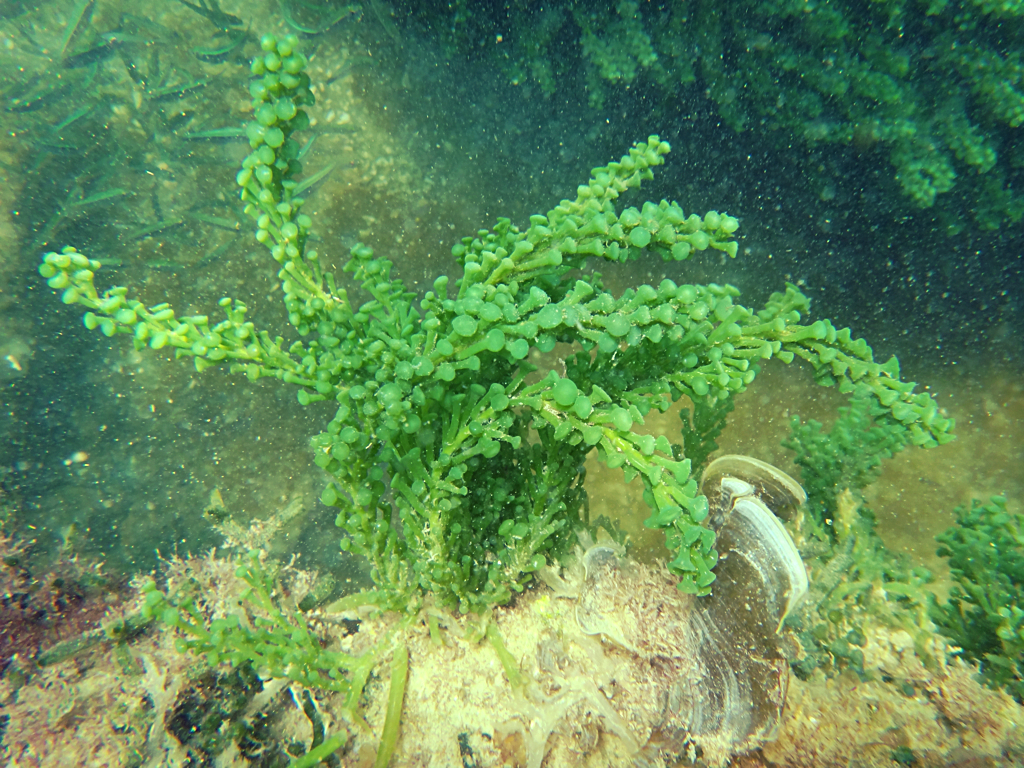 Caulerpa Green algae Ft. Dade Rocks Reef Egmont Key, Flori… Seascout Flickr