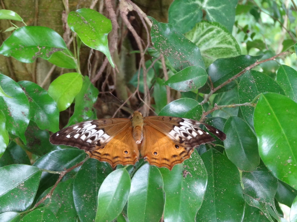 Coffs Harbour butterfly house New South Wales. Coffs Harbo… Flickr