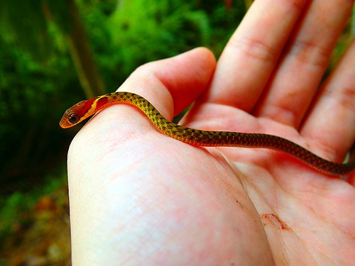A juvenile Specklebellied Keelback (Rhabdophis chrysargos… Flickr
