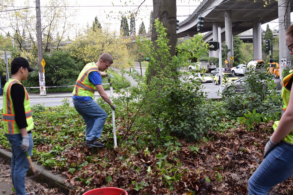 DSC_0126 Trees for Seattle Flickr