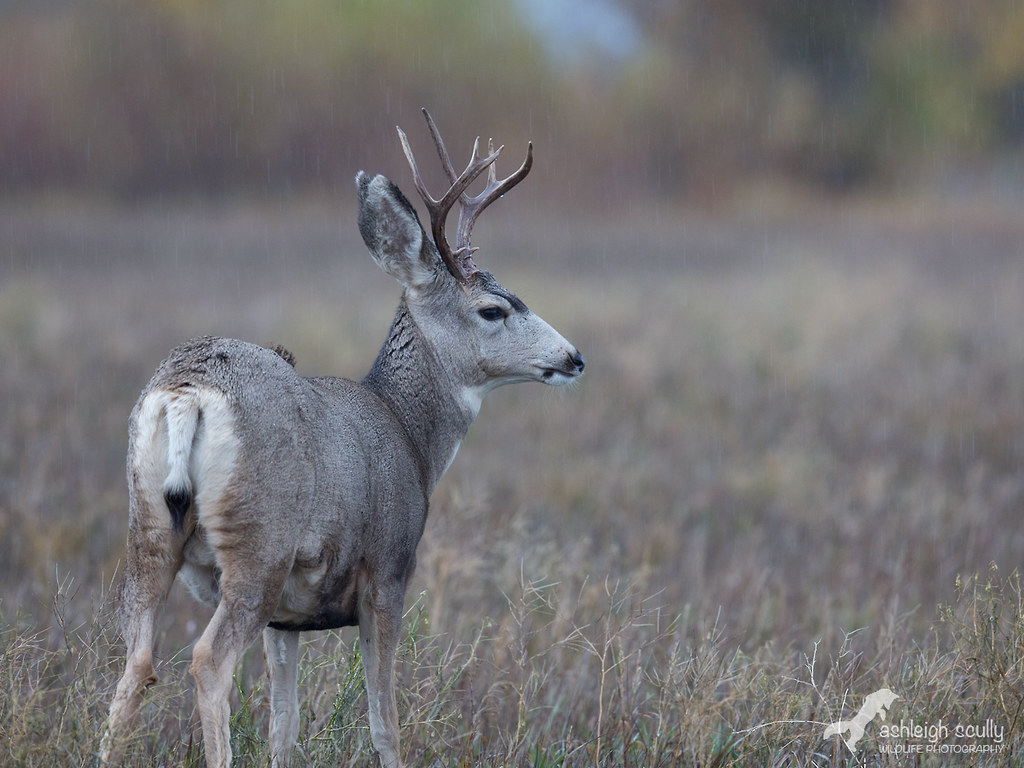 Rain Deer Mule Deer waiting out a cold rain outside Jackso… Flickr