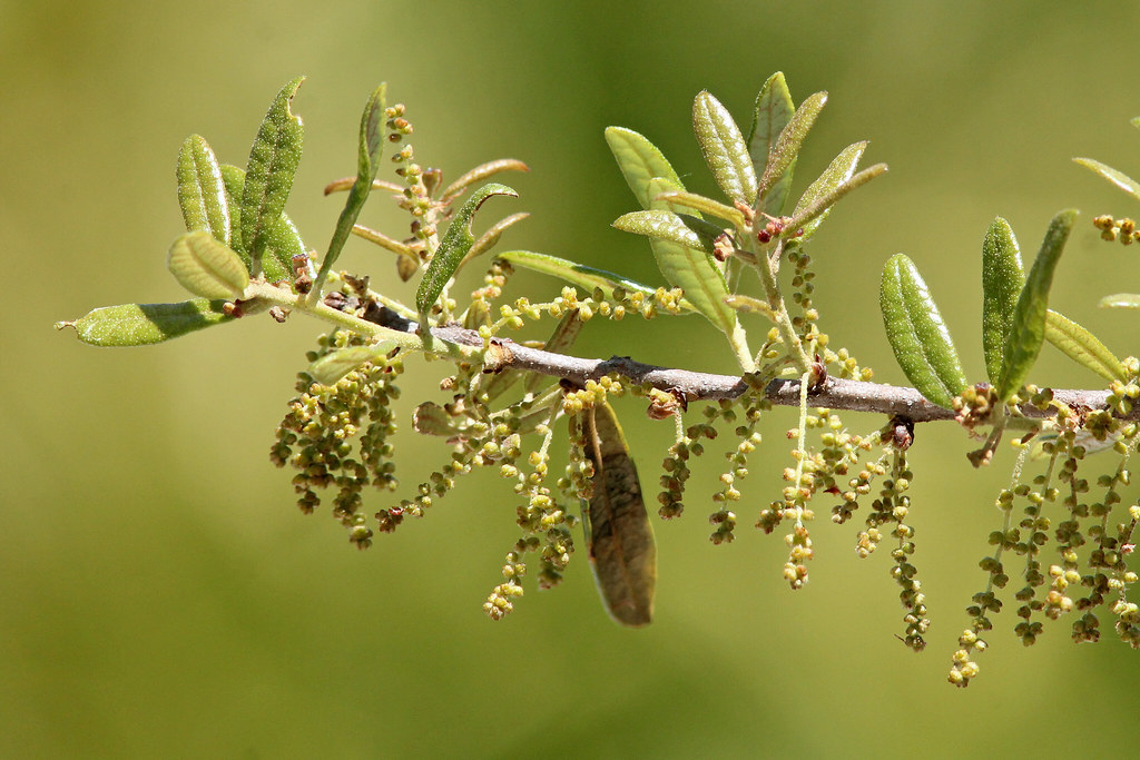 Sand Live Oak (Quercus geminata) Savage/Christmas Creek Pr… Flickr