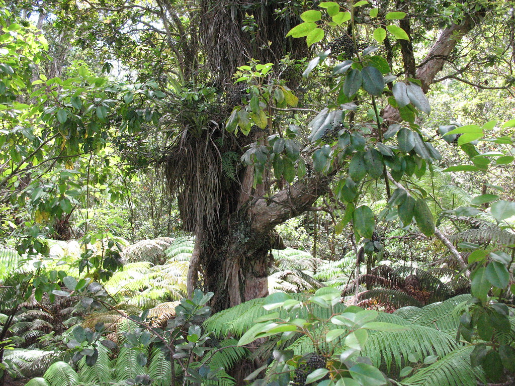 Canopy in Laupahoehoe, Hawaii Photo credit USFS Forest Global