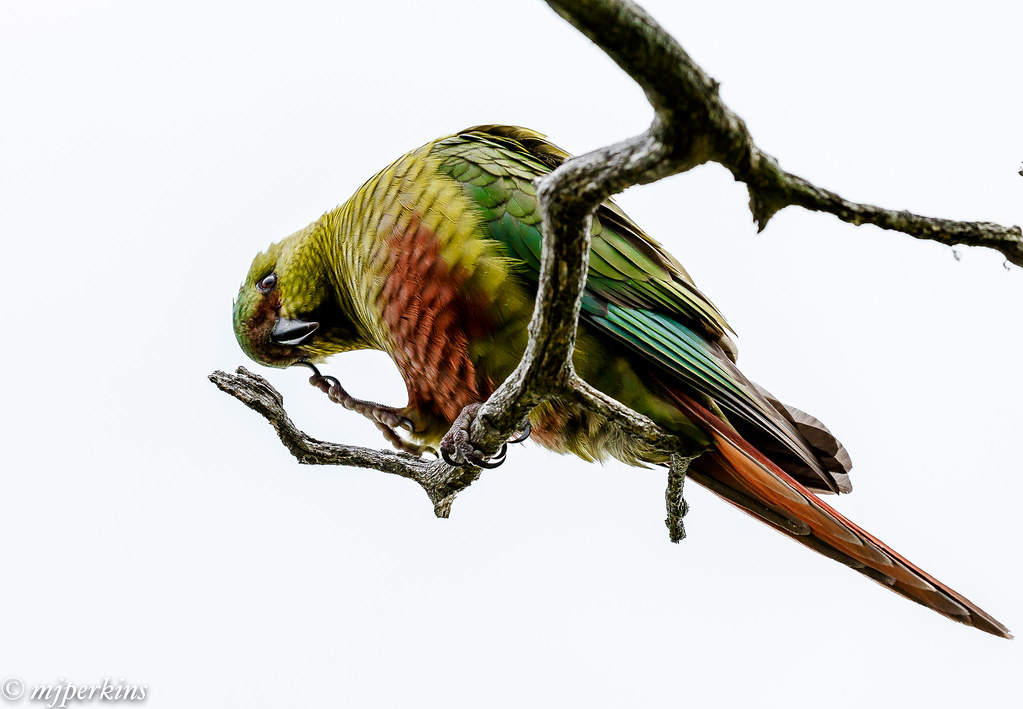 _MG_6842 Parakeetscratching his head in wonderment at th… Flickr