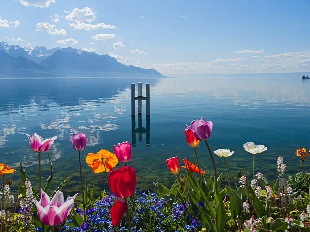 fleur de montreux colorful flowers at the lakeside of mont… Flickr