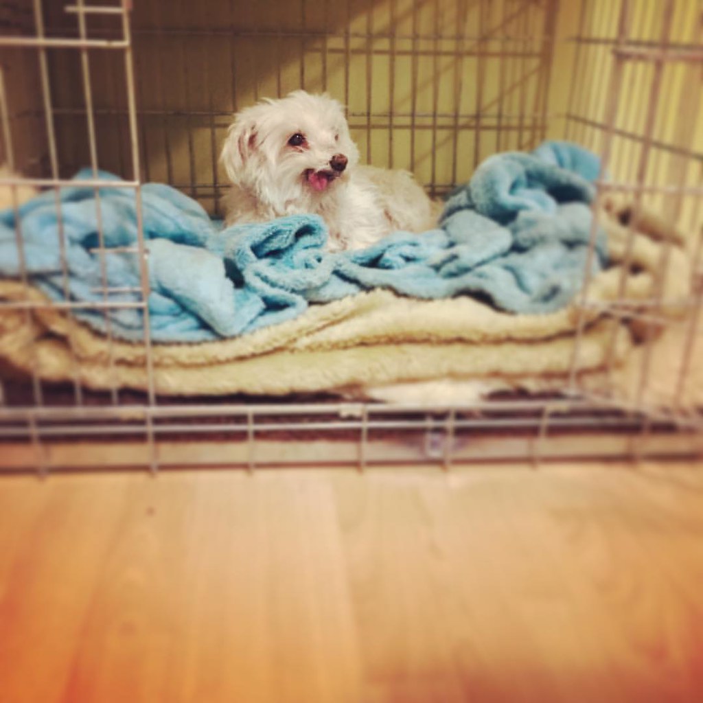 Maltese Dog in His Cage FloDaHo Flickr