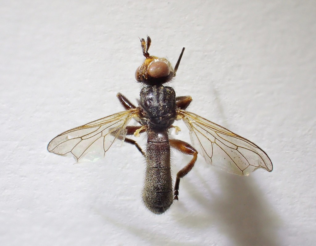 Thecophora fulvipes female Dunsmore, Bucks A Frank Hatch… Flickr