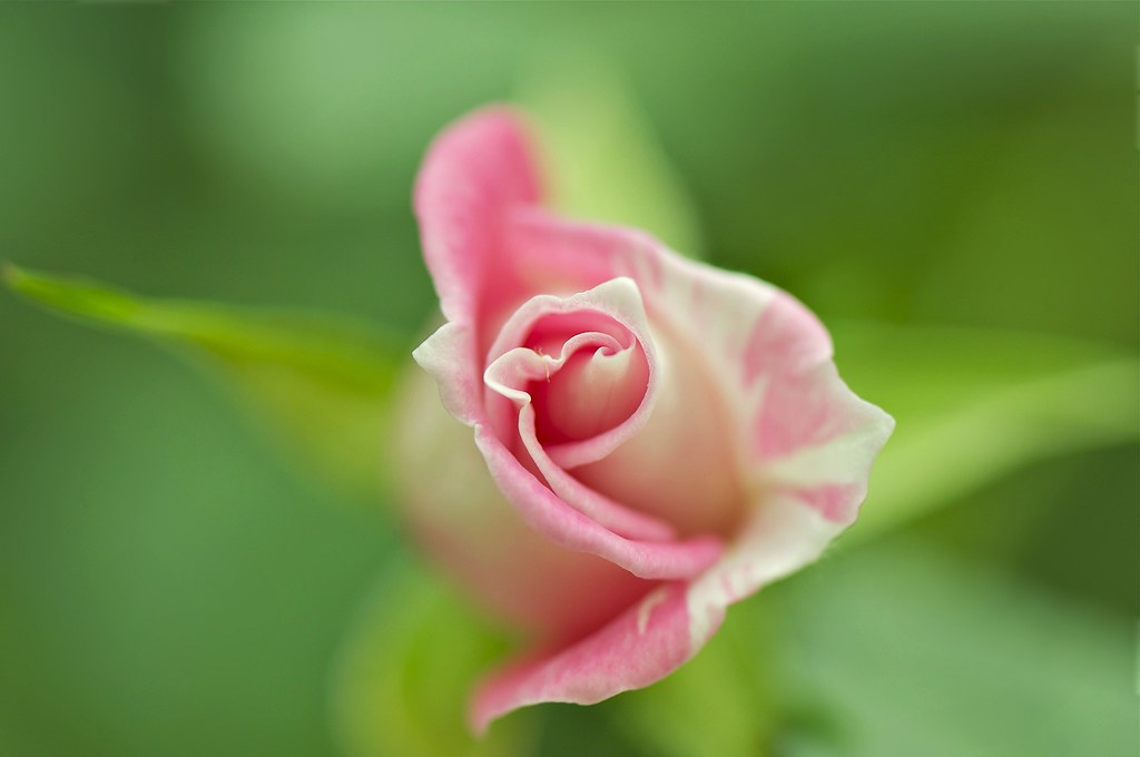 Kiss From A Rose I've been kissed by a rose on the gray.. … Flickr