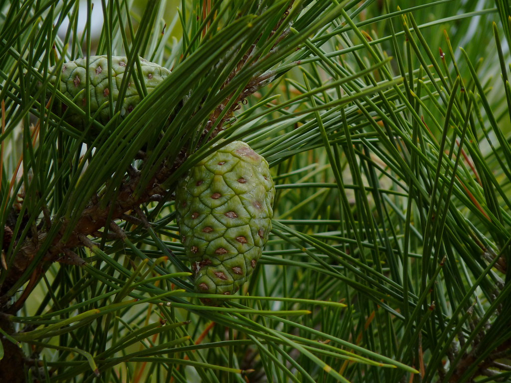 Japanese Black Pine cones There are several of these short… Flickr