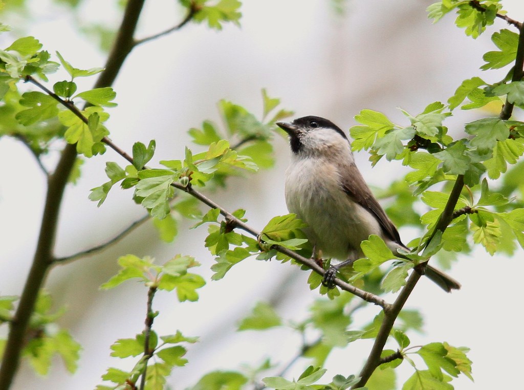 MARSH TIT Ashmore Wood, Dorset. Brad Mear Flickr