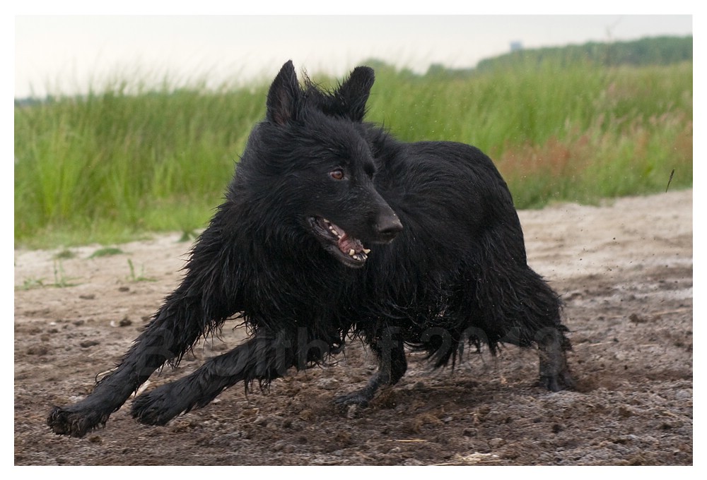 German shepherd long coat black German shepherd long coat … Flickr
