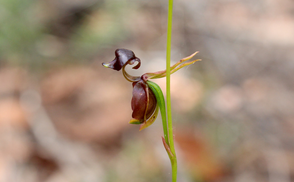 Flying Duck Orchid (Caleana major) Wild Orchid Lane Cove N… Flickr