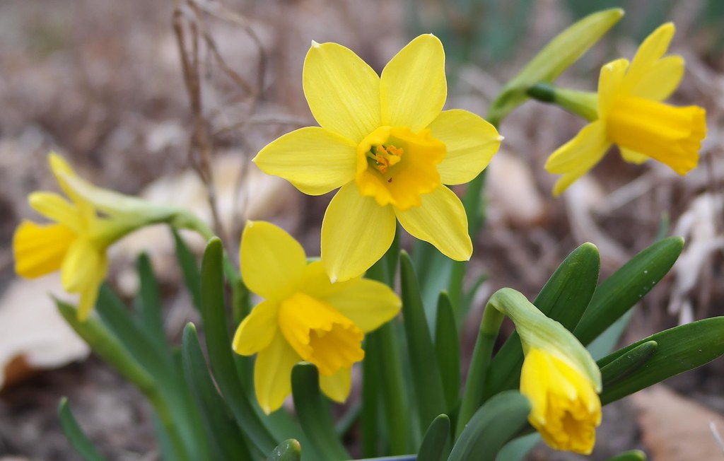 Miniature Daffodil Spring 2014 Flowers Galore Flickr